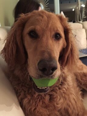 Meet your Posher, Nick